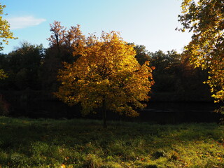 Fototapeta premium jesień, drzewa, liście