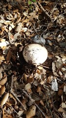 Champignons