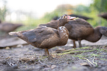 Ducks in a pen