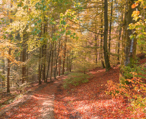Bestwig Sauerland NRW Germany Autumn Landscape with Trees