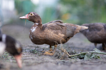 Ducks in a pen