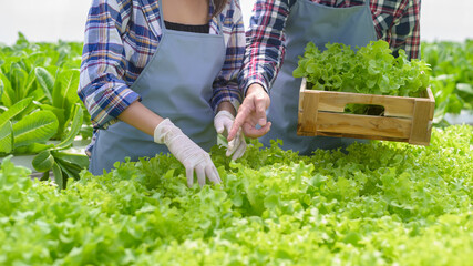 Young farmer couple working in hydroponic greenhouse farm, clean food and healthy eating concept