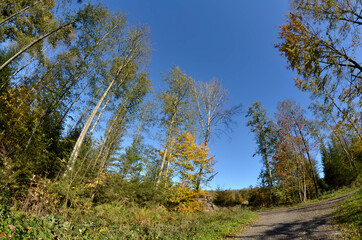 Obraz premium Herbstwald