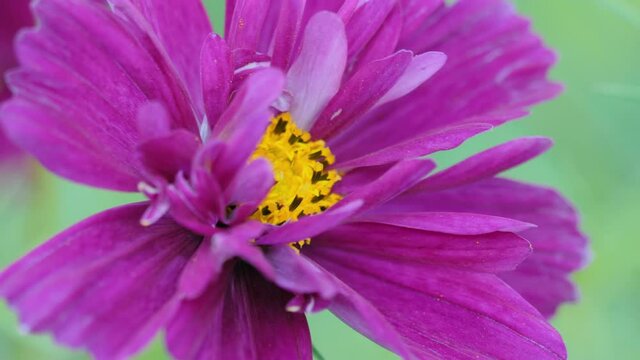 Beautiful flower, close-up on blurred background