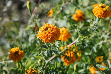 Marygold flower for Day of the Dead celebrations