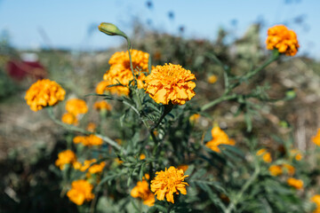 Marygold flower for Day of the Dead celebrations
