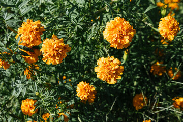 Marygold flower for Day of the Dead celebrations