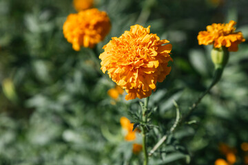 Marygold flower for Day of the Dead celebrations