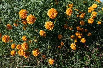 Marygold flower for Day of the Dead celebrations