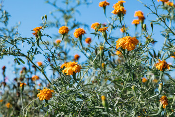 Marygold flower for Day of the Dead celebrations