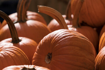 Autumn Pumpkins