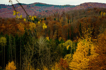 Autumn in it's beauty.... Autumn trees and nature