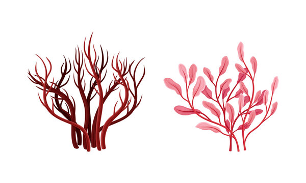 Seaweed or Macroalgae as Aquatic and Marine Plants Growing on Ocean Bottom Vector Set