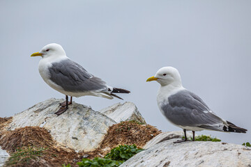 Two Kittiwakes (Rissa tridactyla) standing on a cliff in the bird colony of Hornöya at Vardö, Finnmark, Norway
