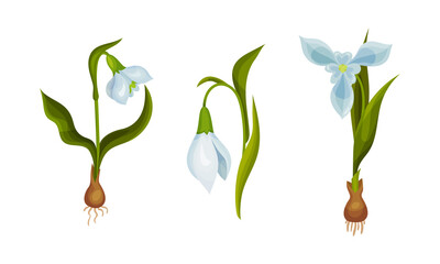 Galanthus or Snowdrop with Linear Leaves and Single White Drooping Bell Shaped Flower Vector Set