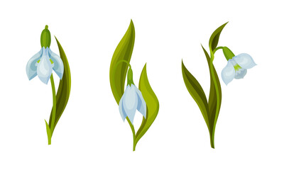Galanthus or Snowdrop with Linear Leaves and Single White Drooping Bell Shaped Flower Vector Set