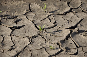 small sprout growing on cracked earth.