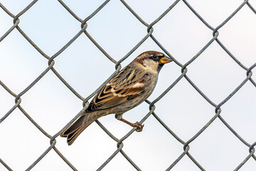 robin on a fence