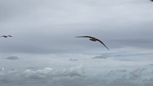 The slow motion footage of a seagull flying in the sks