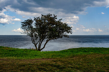 Fototapeta na wymiar Одинокое дерево в непогоду