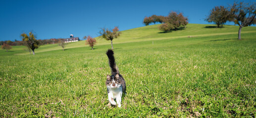 Naklejka na ściany i meble Cute Cat on the Side of Small Town in Switzerland