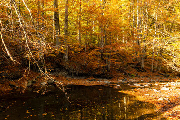 Autumn, beech forest, trees reflecting in the water, colorful leaves, beautiful, sunny autumn