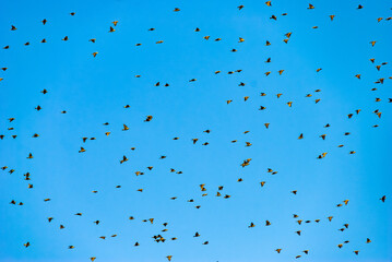 Common Flickers Fly in Bright Sunlight