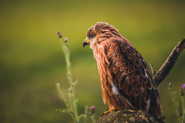 Red kite (Milvus milvus) sitting on dry branch on ground. Red kite portrait in sunny day.