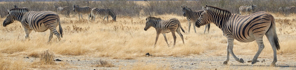 Wildlife banner of Plains zebras in Namibian savanna, Africa.