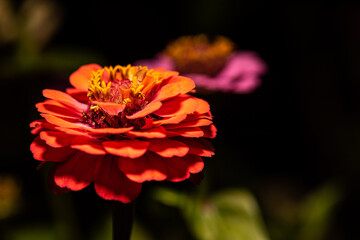 Red common zinnia flower on black background.