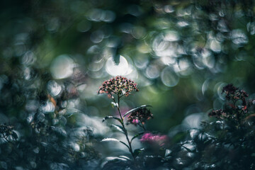 shiny light on the shrub / vintage lens rendering