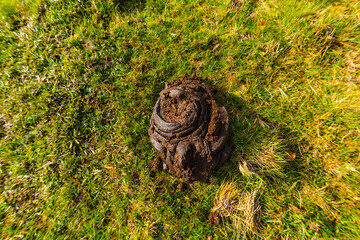 Fresh cow dung on a green field..