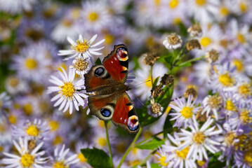 European peacock butterfly (Aglais io) sitting on Spanish Daisy in Zurich, Switzerland