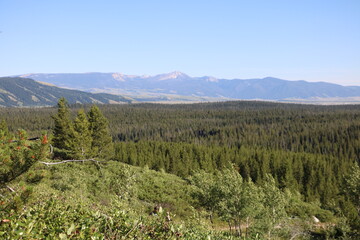 Forests of Grand Teton National Park, Wyoming