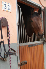 horse in his stable in a riding hall waiting before trotting   