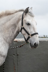 horse in his stable in a riding hall waiting before trotting   