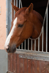 horse in his stable in a riding hall waiting before trotting   