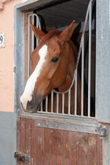 horse in his stable in a riding hall waiting before trotting   