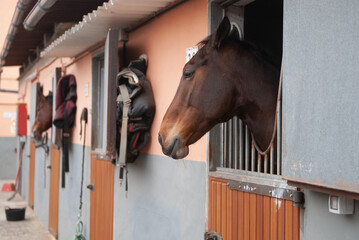 horse in his stable in a riding hall waiting before trotting   