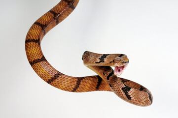 Fototapeta premium Hundezahn-Katzennatter, Nachtbaumnatter // Dog-toothed cat snake (Boiga cynodon)