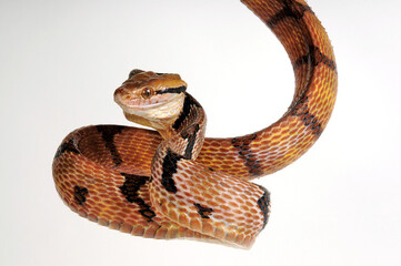 Dog-toothed cat snake // Hundezahn-Katzennatter, Nachtbaumnatter (Boiga cynodon)