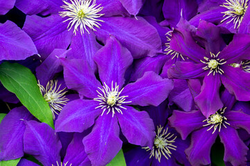 Big purple clematis flowers