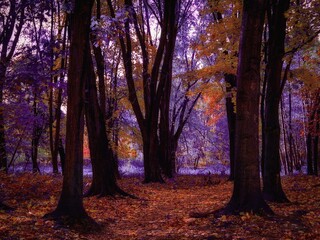 Fairy colors in the woods. Magical place. Unreal forest with fog in the morning. Beauty of autumn. 