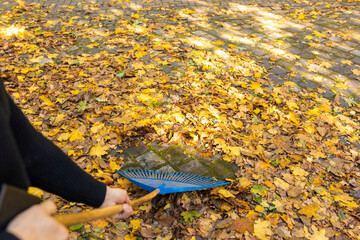 Laub im Herbst zusammen fegen
