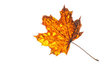 feuille d'arbre aux couleurs d' automne  sur fond blanc