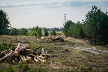 Felled pine trees in forest