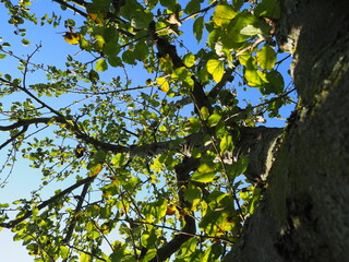 Fototapeta na wymiar Apfelbaumkrone vor blauem Himmel