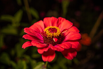 Red common zinnia flower on black background.