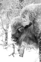 Fototapeten European bison grazes on a snow meadow. © Jiří Šťastný