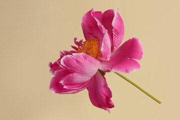 Fototapeta na wymiar Peony pink color isolated on a beige background.